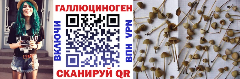 мега вход  Евпатория  Псилоцибиновые грибы мицелий 